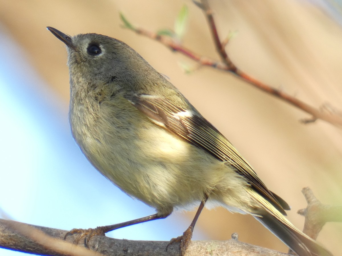 Ruby-crowned Kinglet - ML558464491