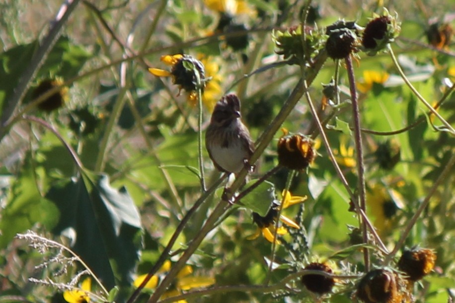 Lincoln's Sparrow - ML558464671