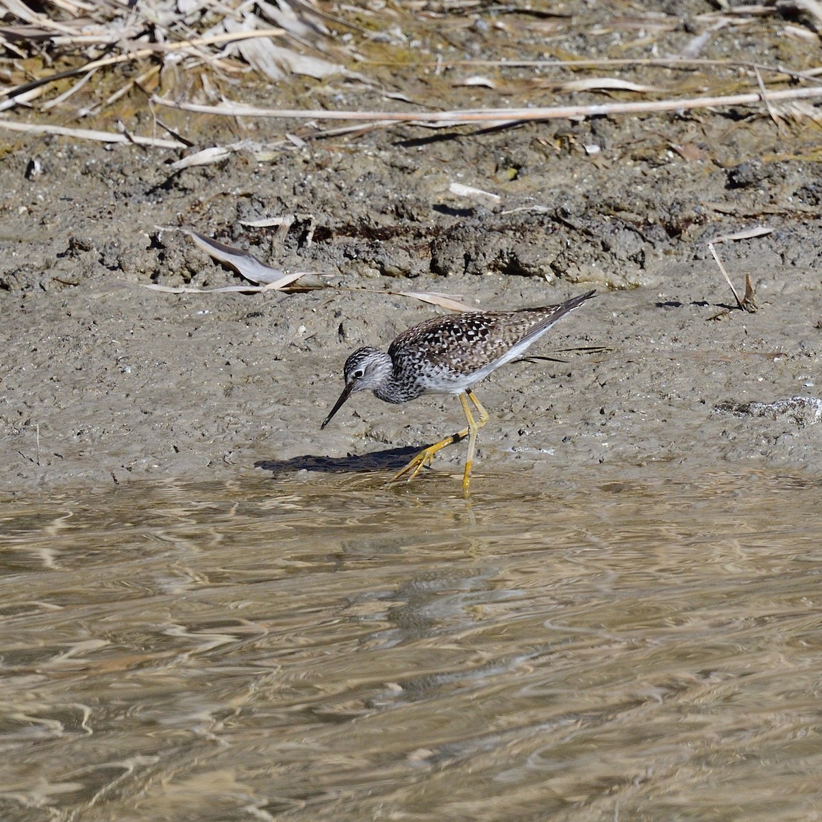 Lesser Yellowlegs - ML558465221