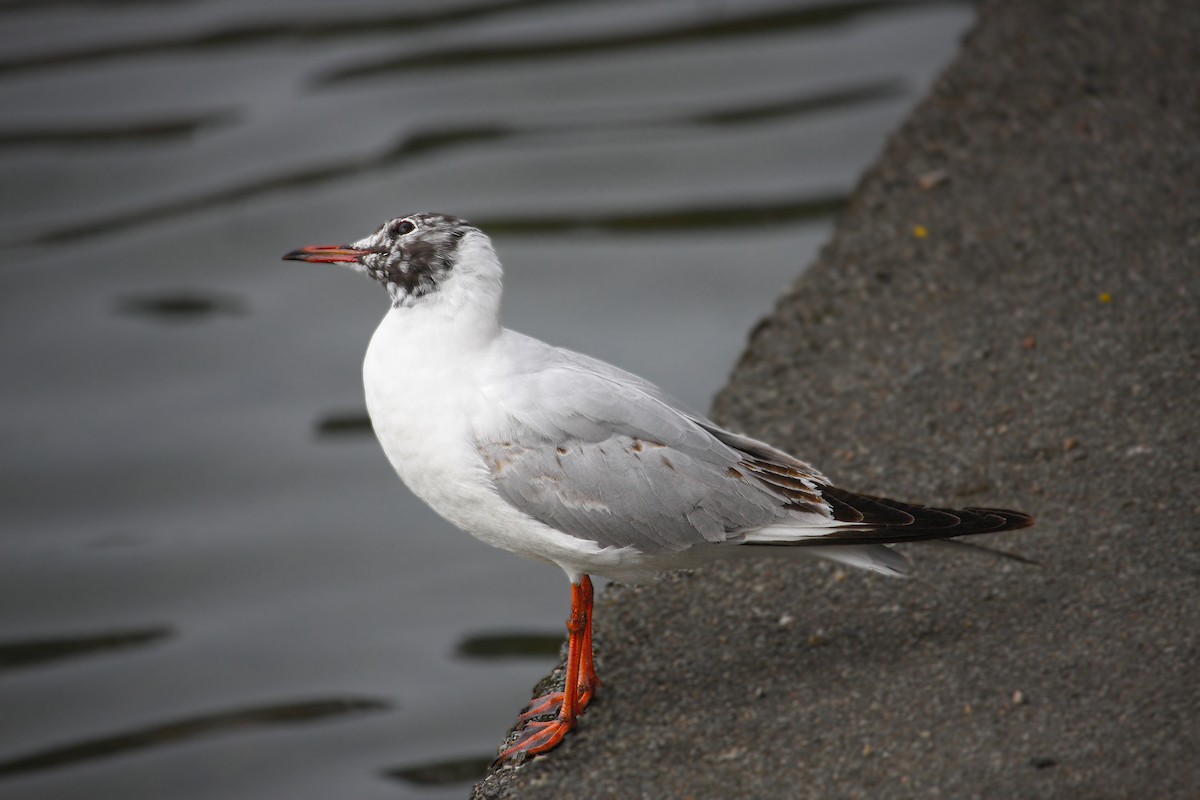 Black-headed Gull - Mohammed Fatoosh