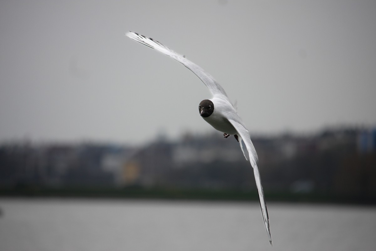 Black-headed Gull - ML558466941