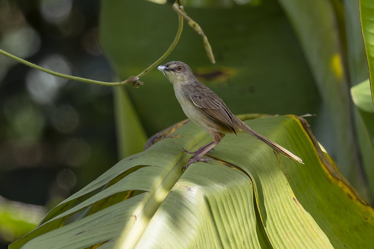 Annam Prinia - ML558469551