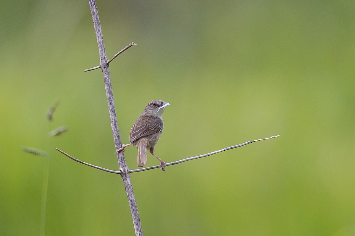 Annam Prinia - Matthew Kwan