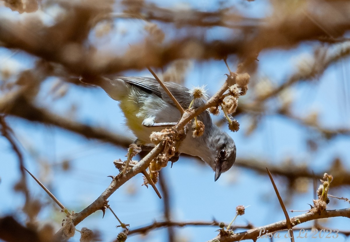 Yellow-vented Eremomela - Lisa & Li Li