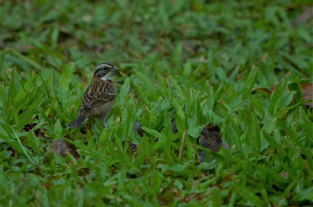 Rufous-collared Sparrow - ML558469911