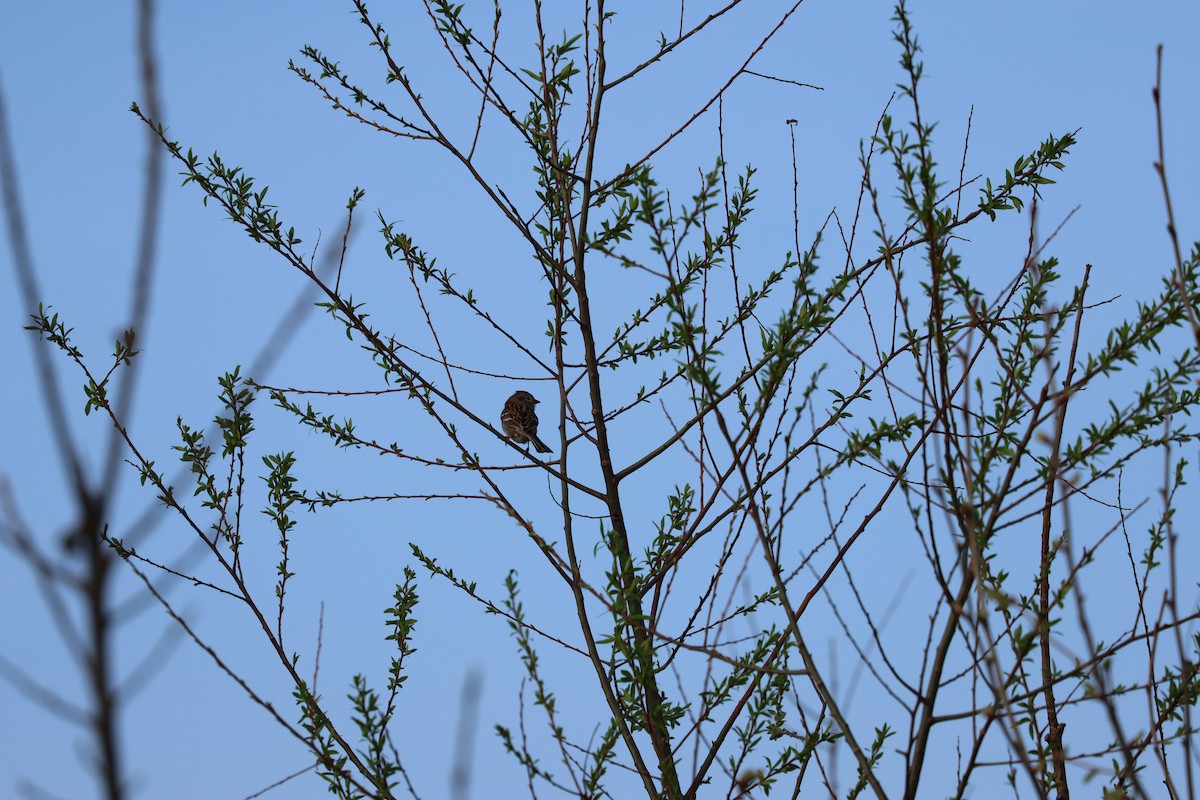 Field Sparrow - ML558469971