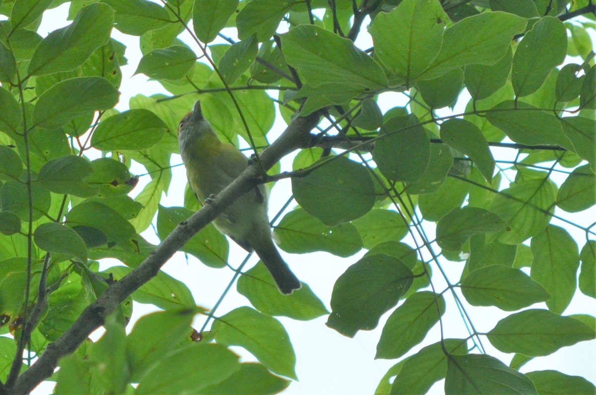 Rufous-browed Peppershrike - ML558470341