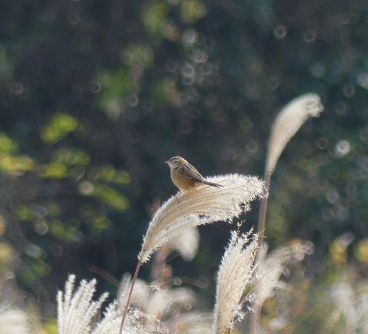 תפר - ML558471061