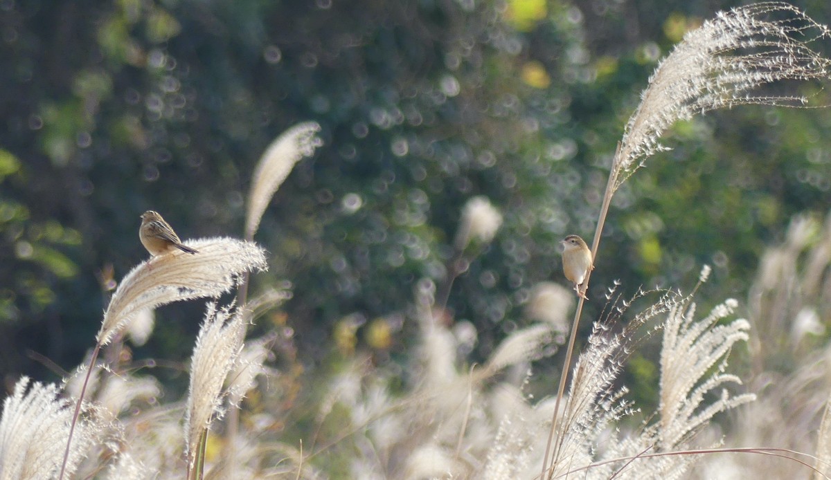 תפר - ML558471071