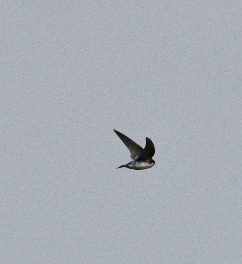 Golondrina Bicolor - ML558471191