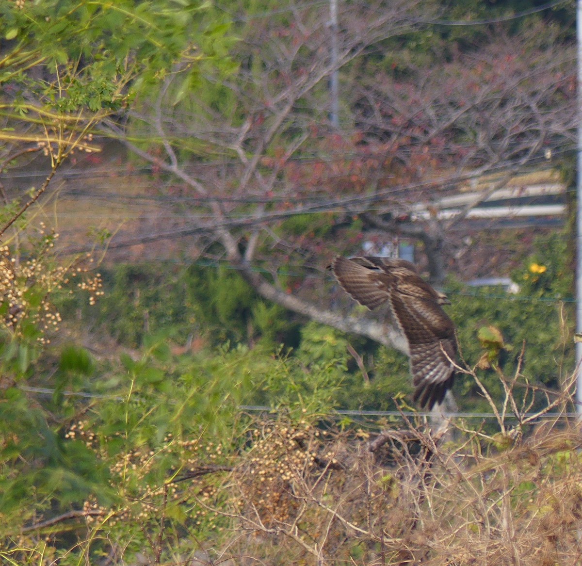 עקב יפני - ML558471201
