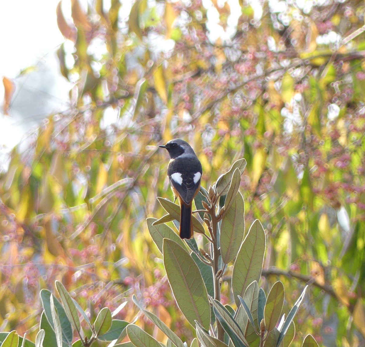 חכלילית סיבירית - ML558471351