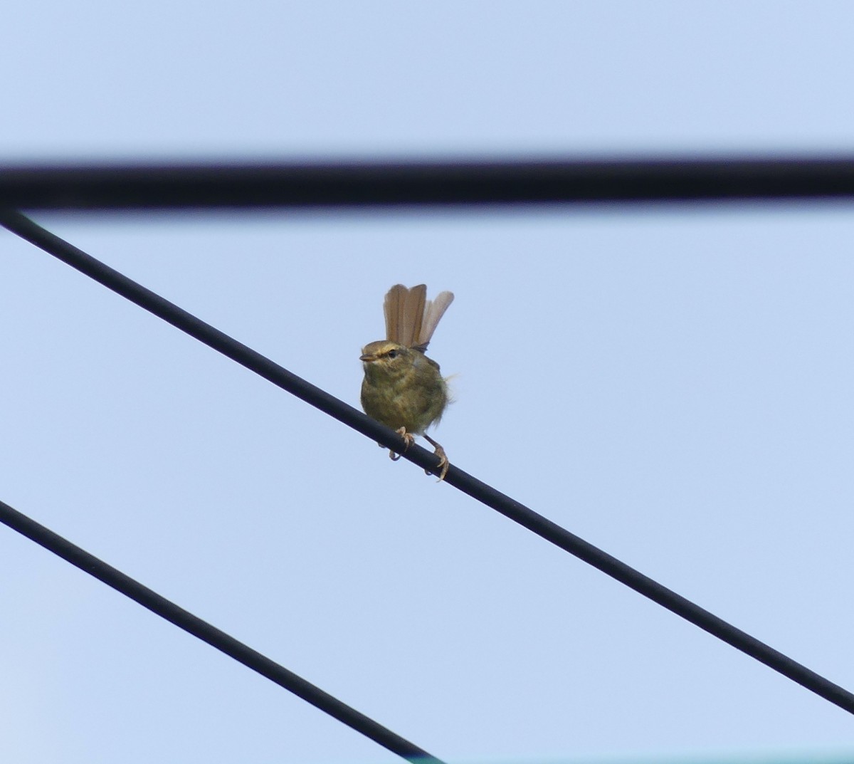 Japanese Bush Warbler - ML558471501