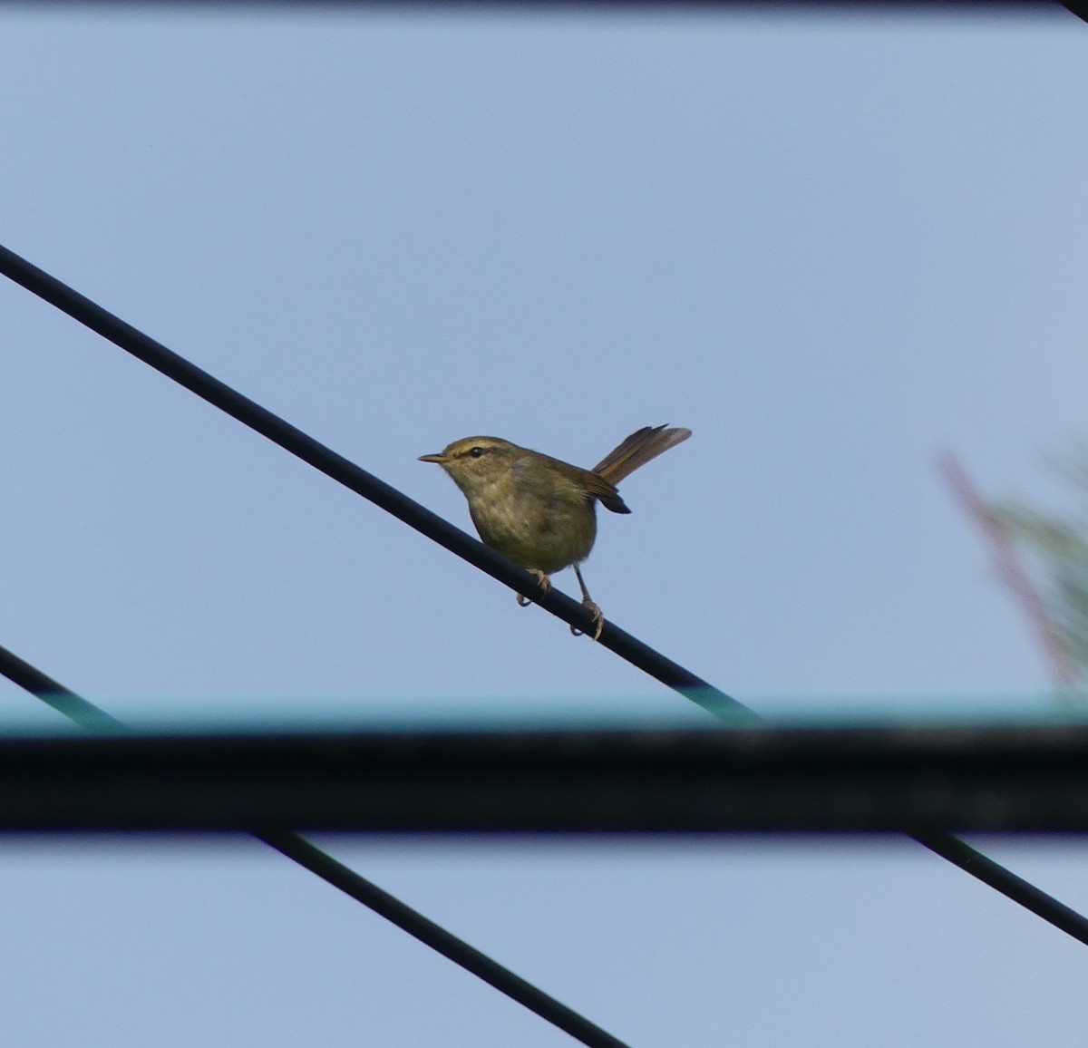 Japanese Bush Warbler - ML558471511