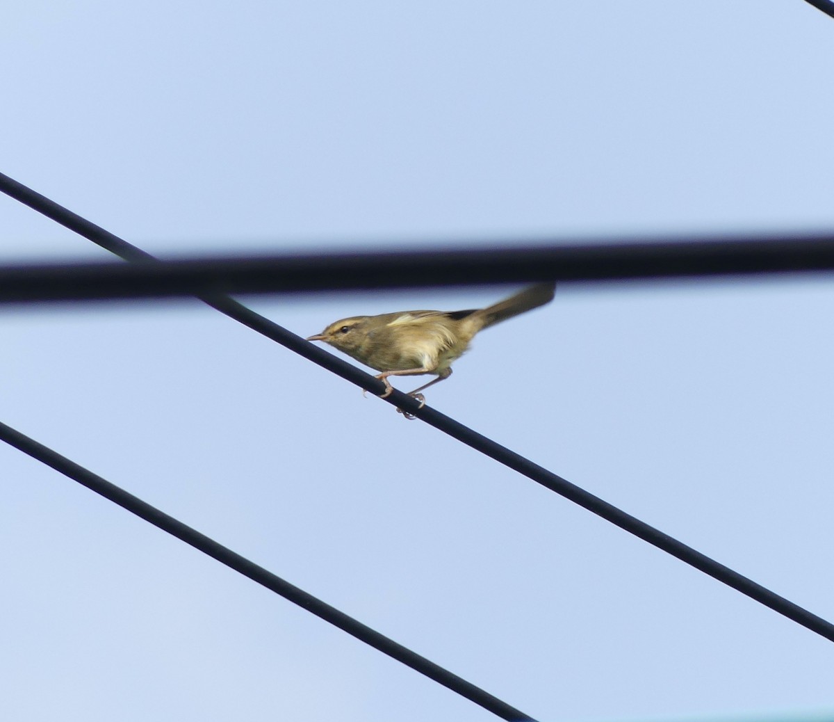 Japanese Bush Warbler - ML558471531