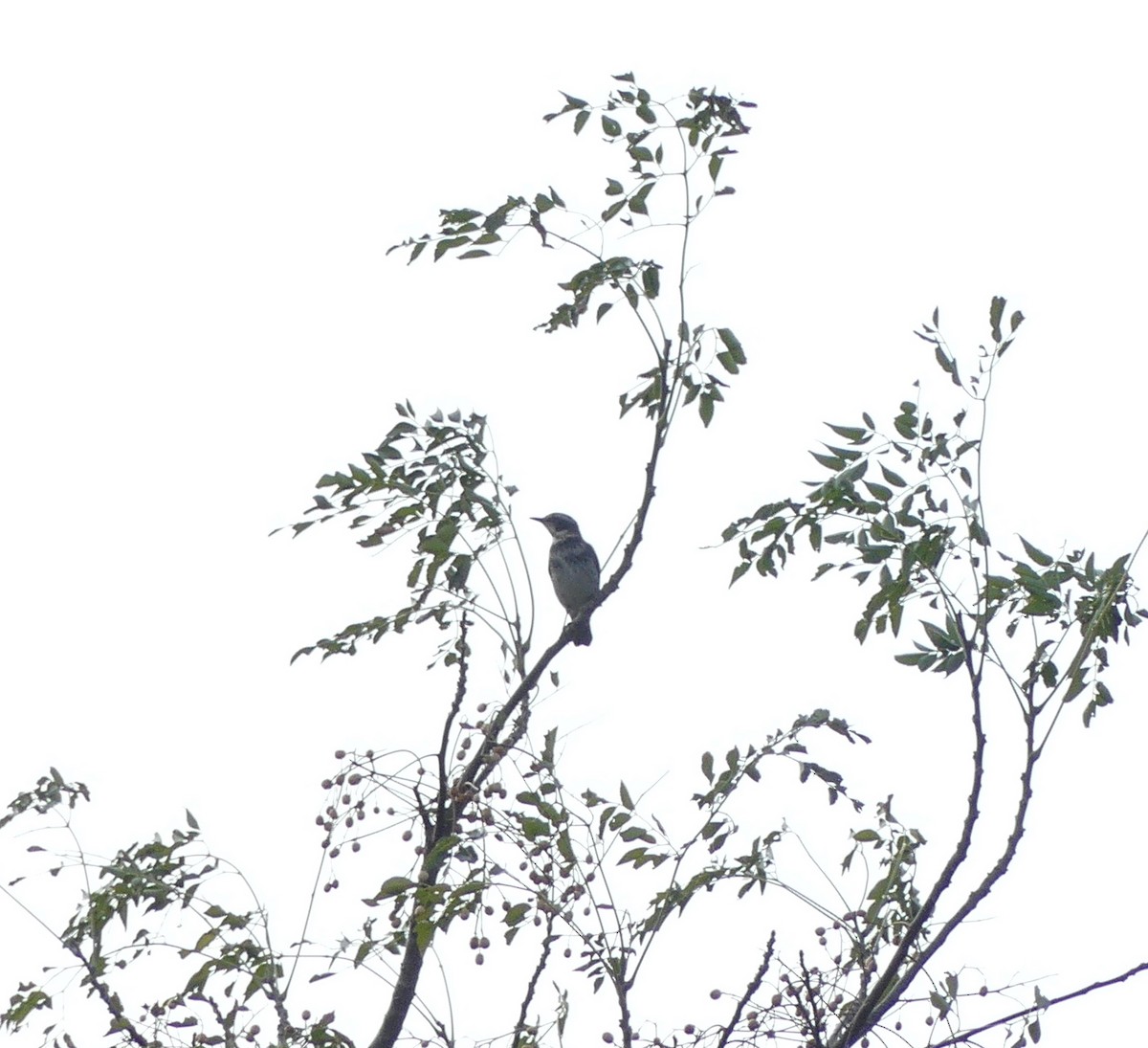 קיכלי חום-כנף - ML558471761