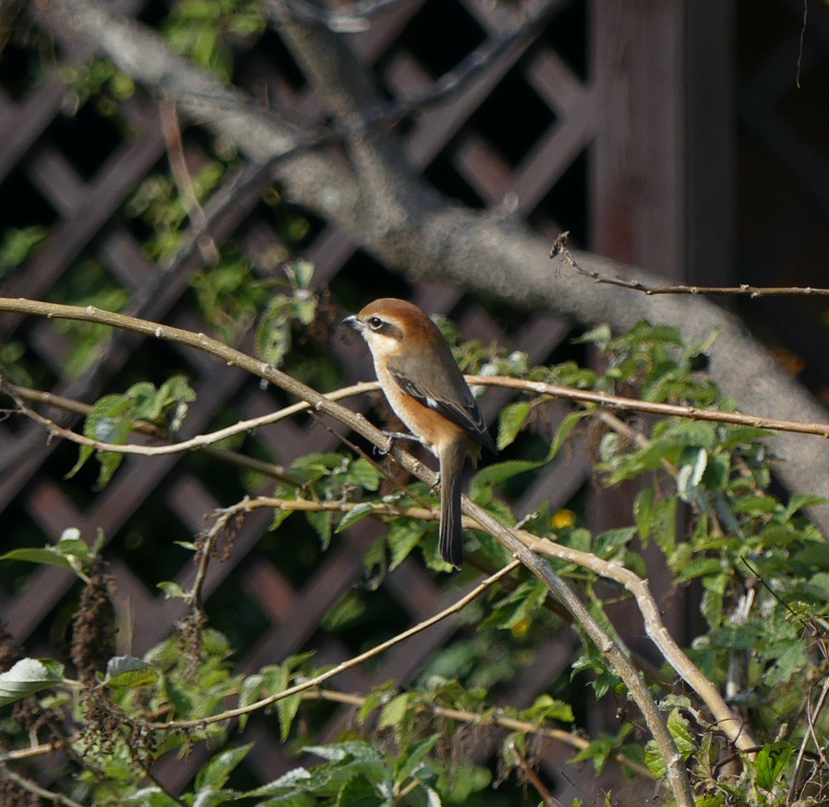Bull-headed Shrike - ML558471821