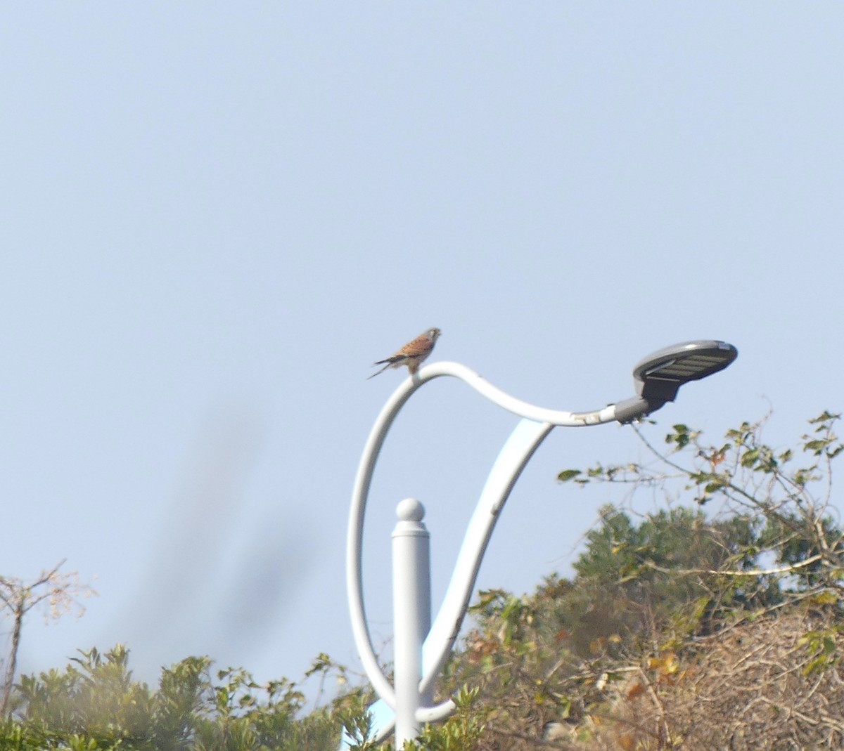 בז מצוי - ML558471971