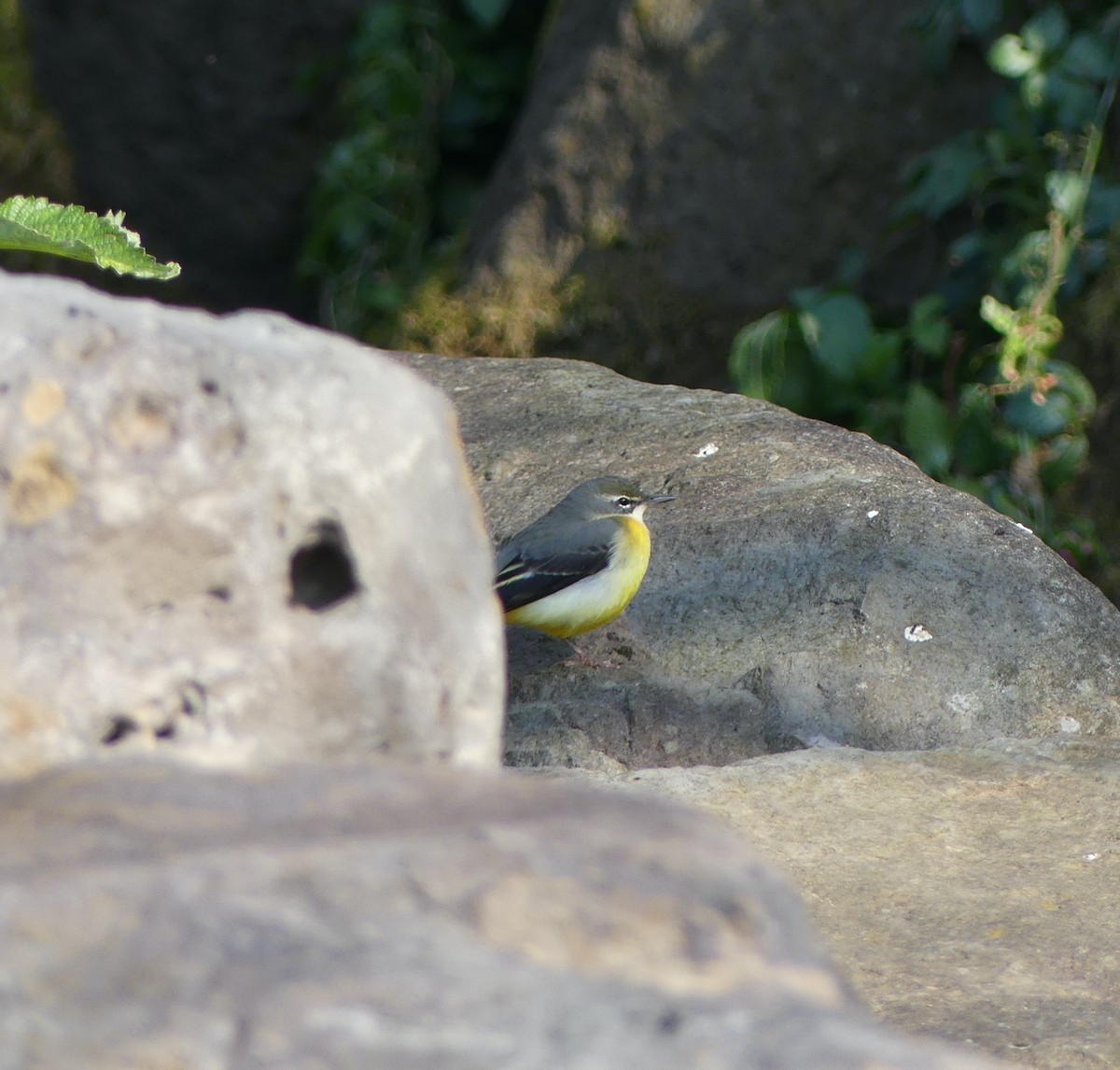 נחליאלי זנבתן - ML558472031