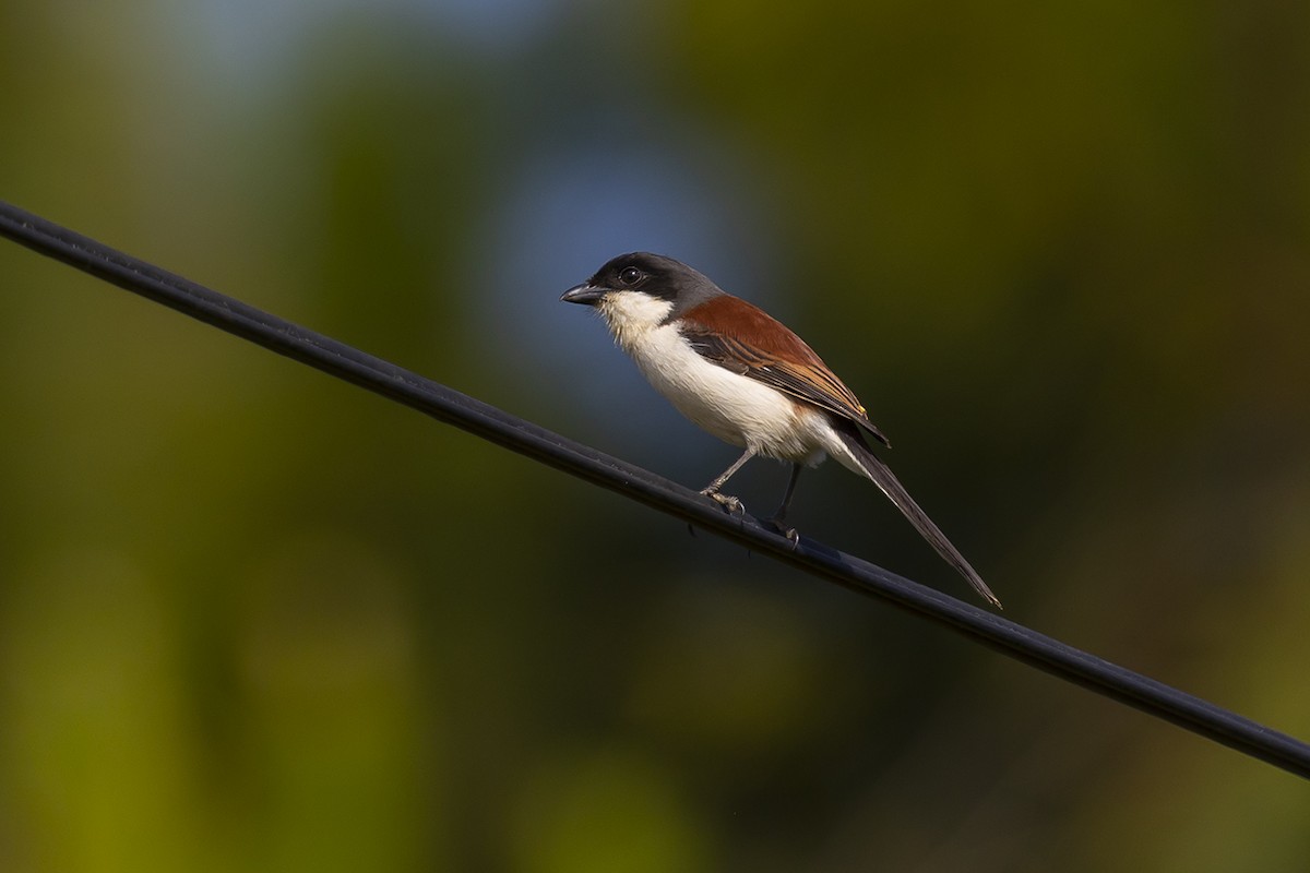 Burmese Shrike - ML558472311