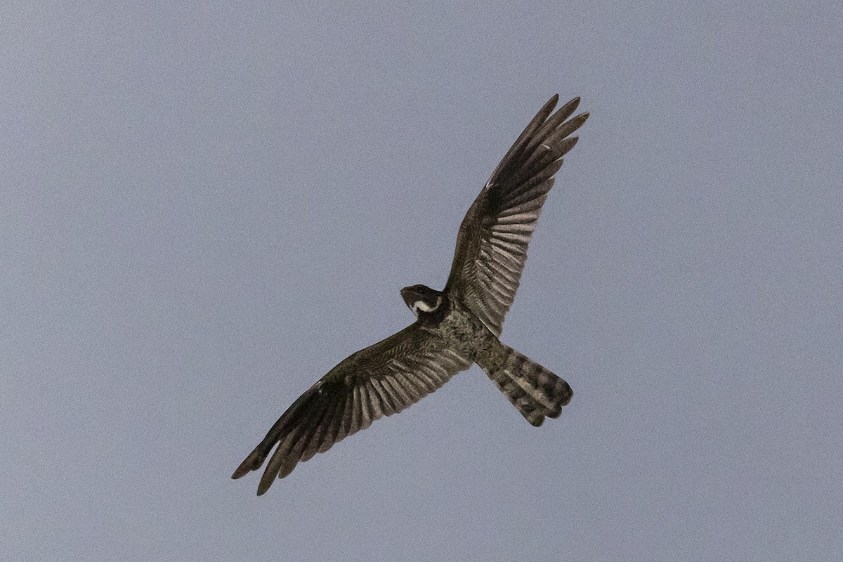 Great Eared-Nightjar - ML558473761