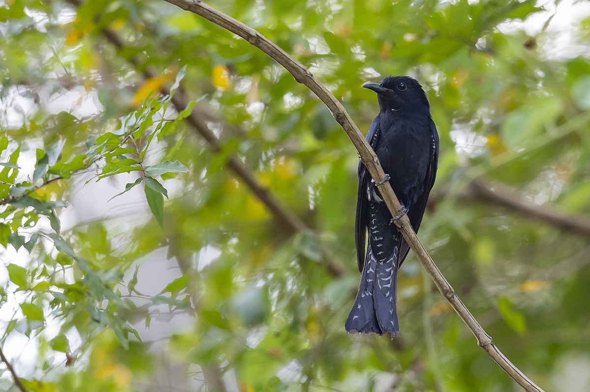 Square-tailed Drongo-Cuckoo - ML558474361