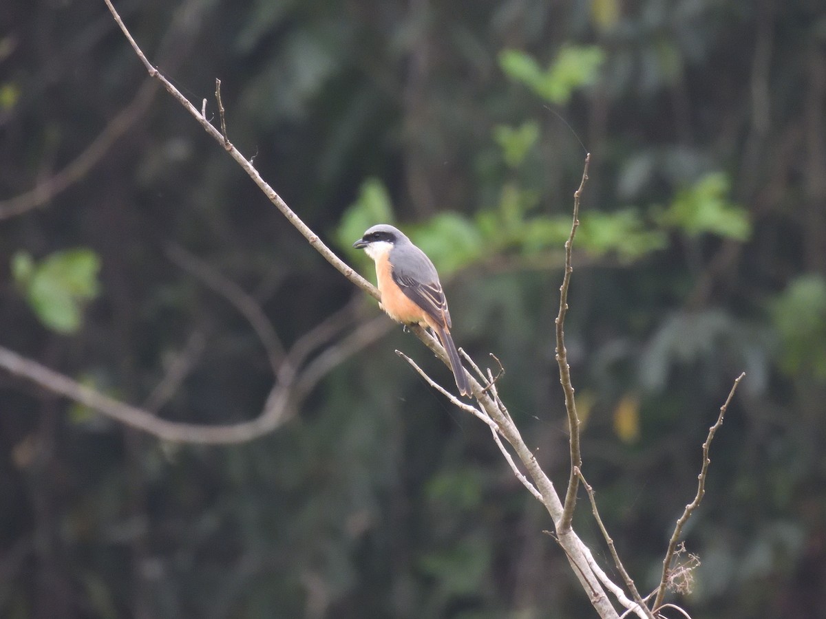 Gray-backed Shrike - ML558474801