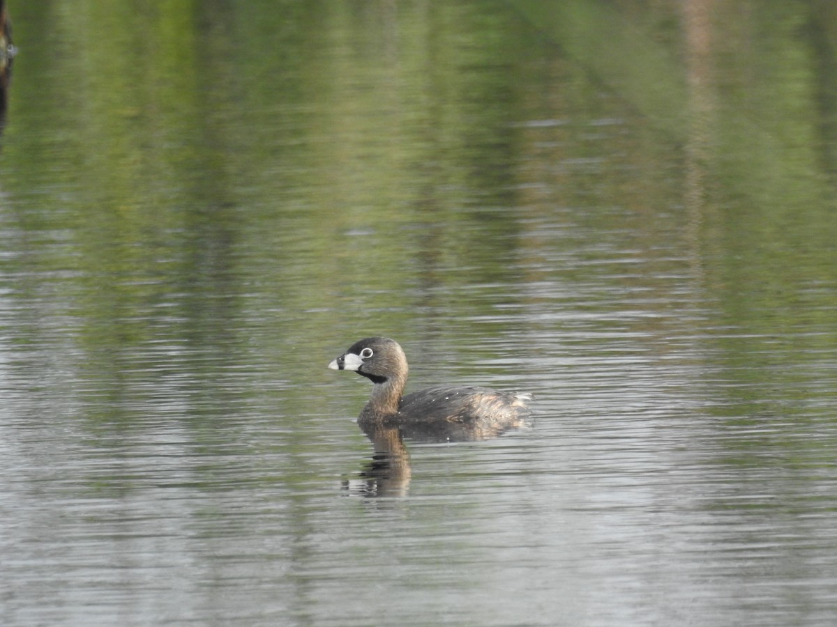 Pied-billed Grebe - ML558475081