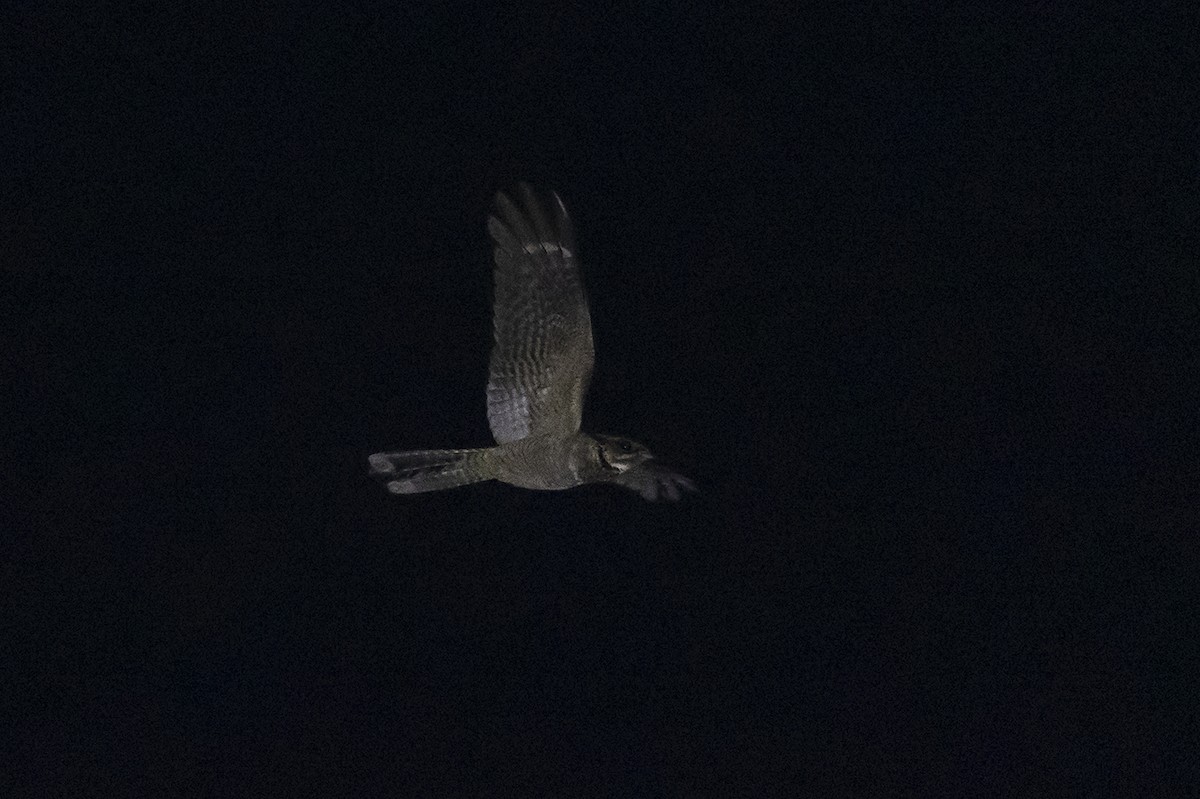 Large-tailed Nightjar - ML558476501