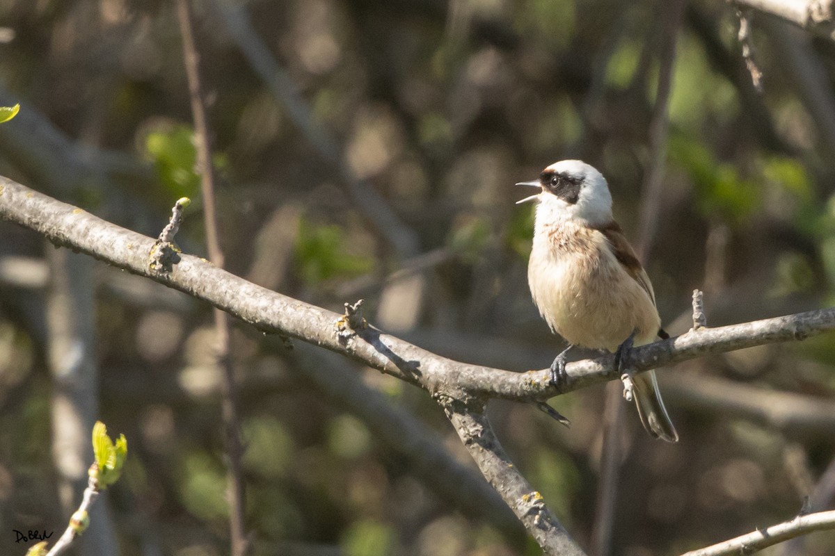 Eurasian Penduline-Tit - Dobrin Botev