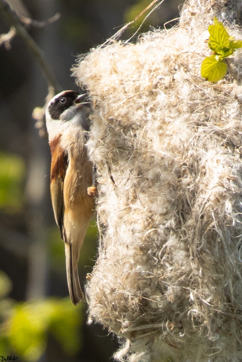 Eurasian Penduline-Tit - ML558477081