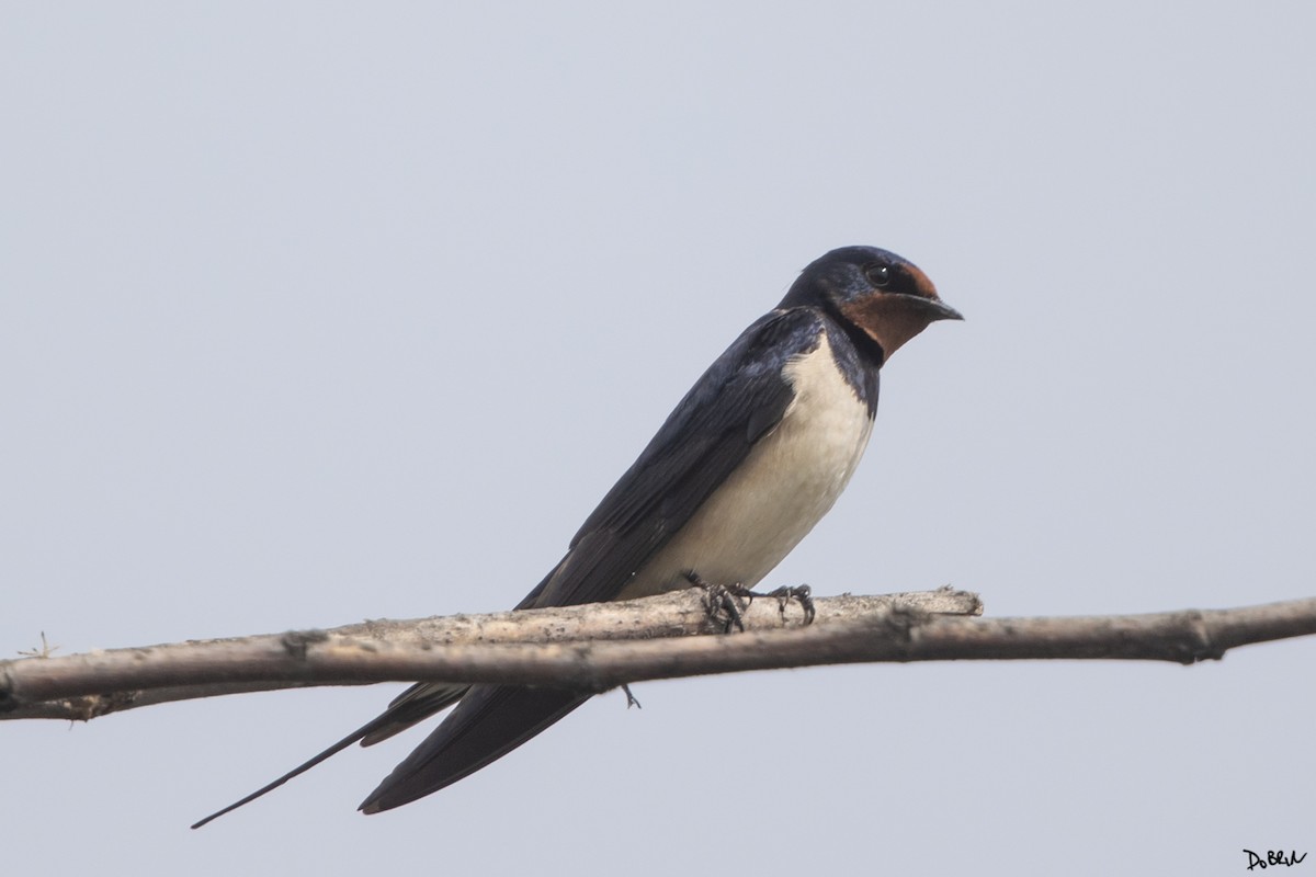 Barn Swallow - ML558477211