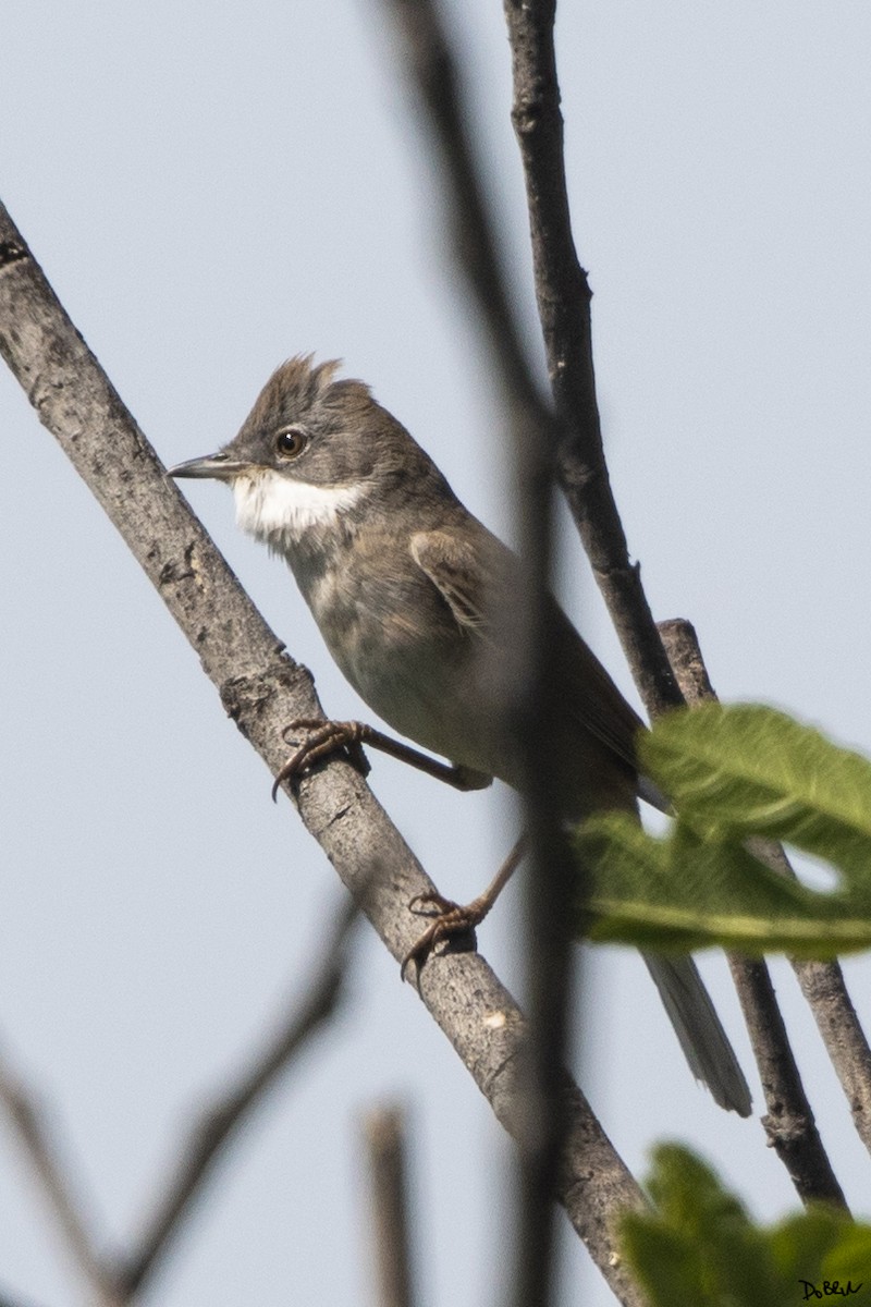 Greater Whitethroat - ML558477321