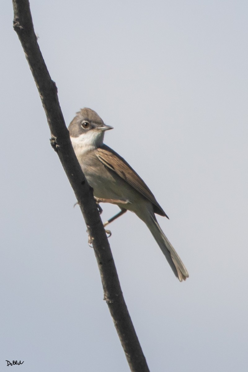 Greater Whitethroat - ML558477331