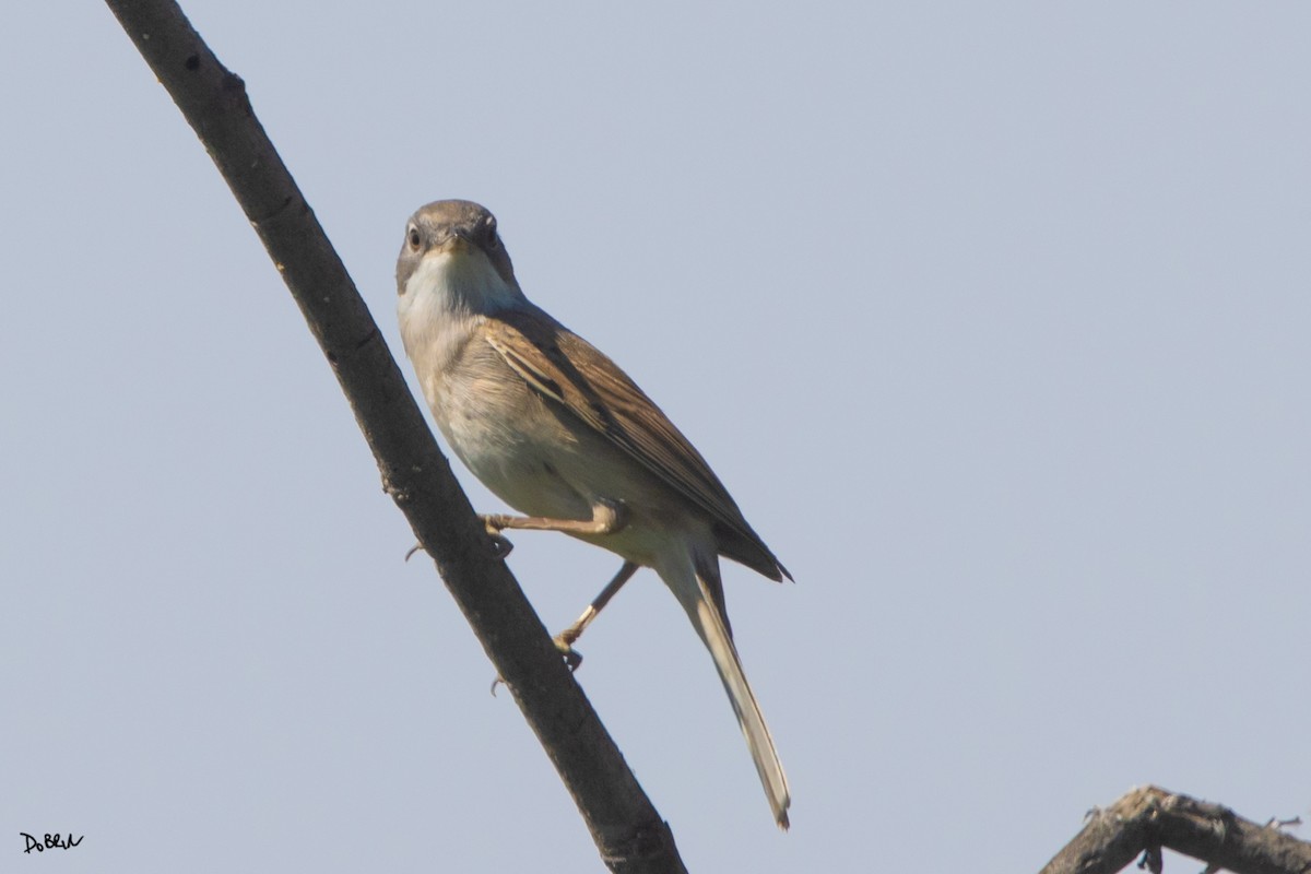 Greater Whitethroat - ML558477341