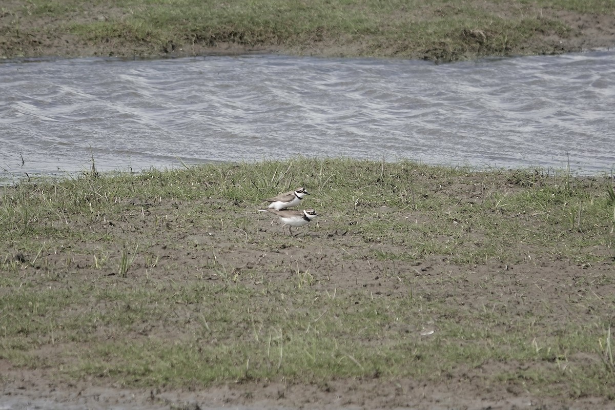 Little Ringed Plover - ML558477491