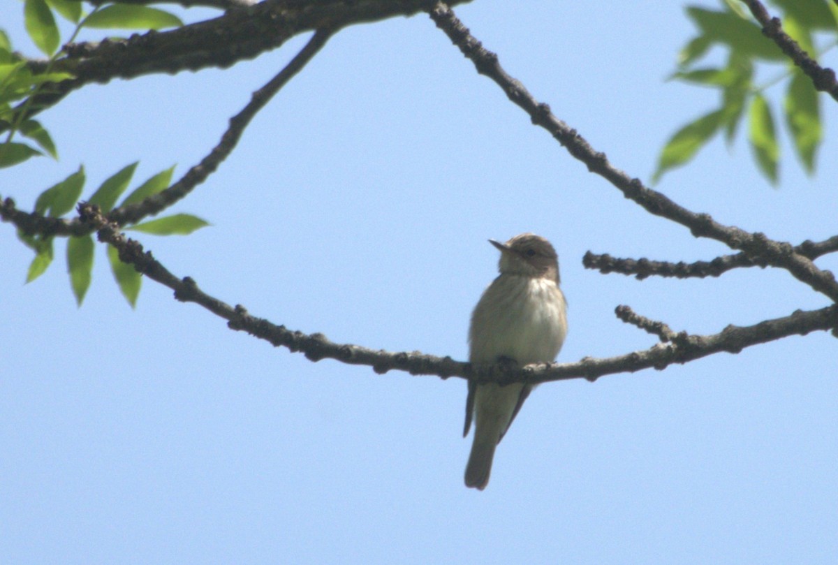 Spotted Flycatcher - ML558479661