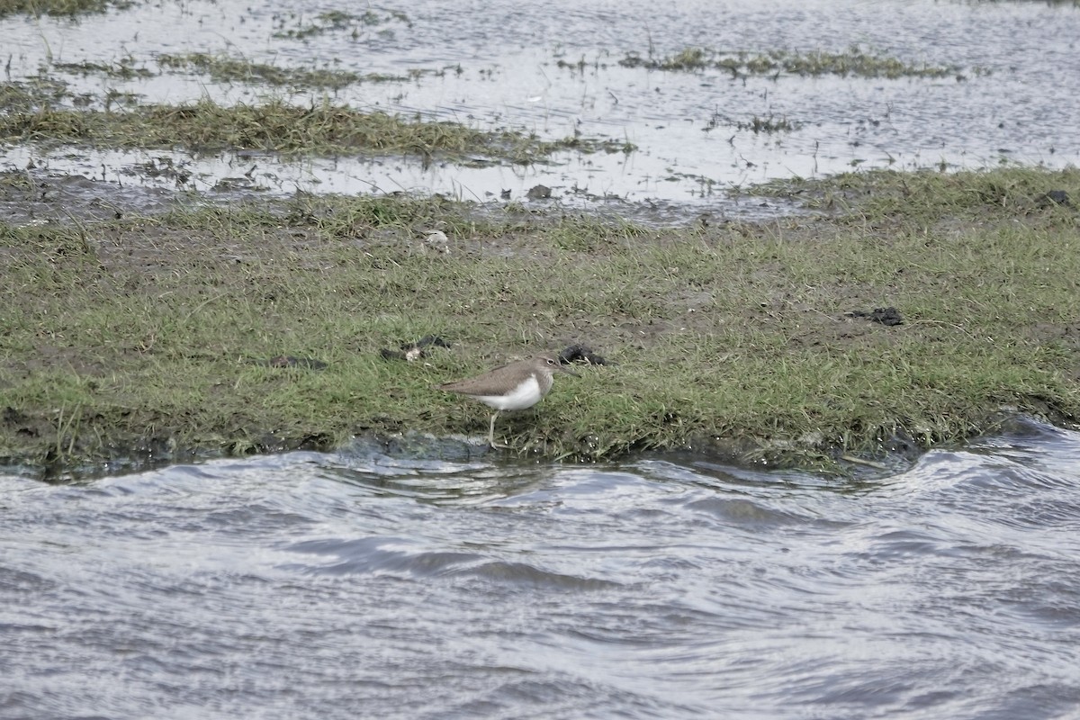 Common Sandpiper - ML558480541