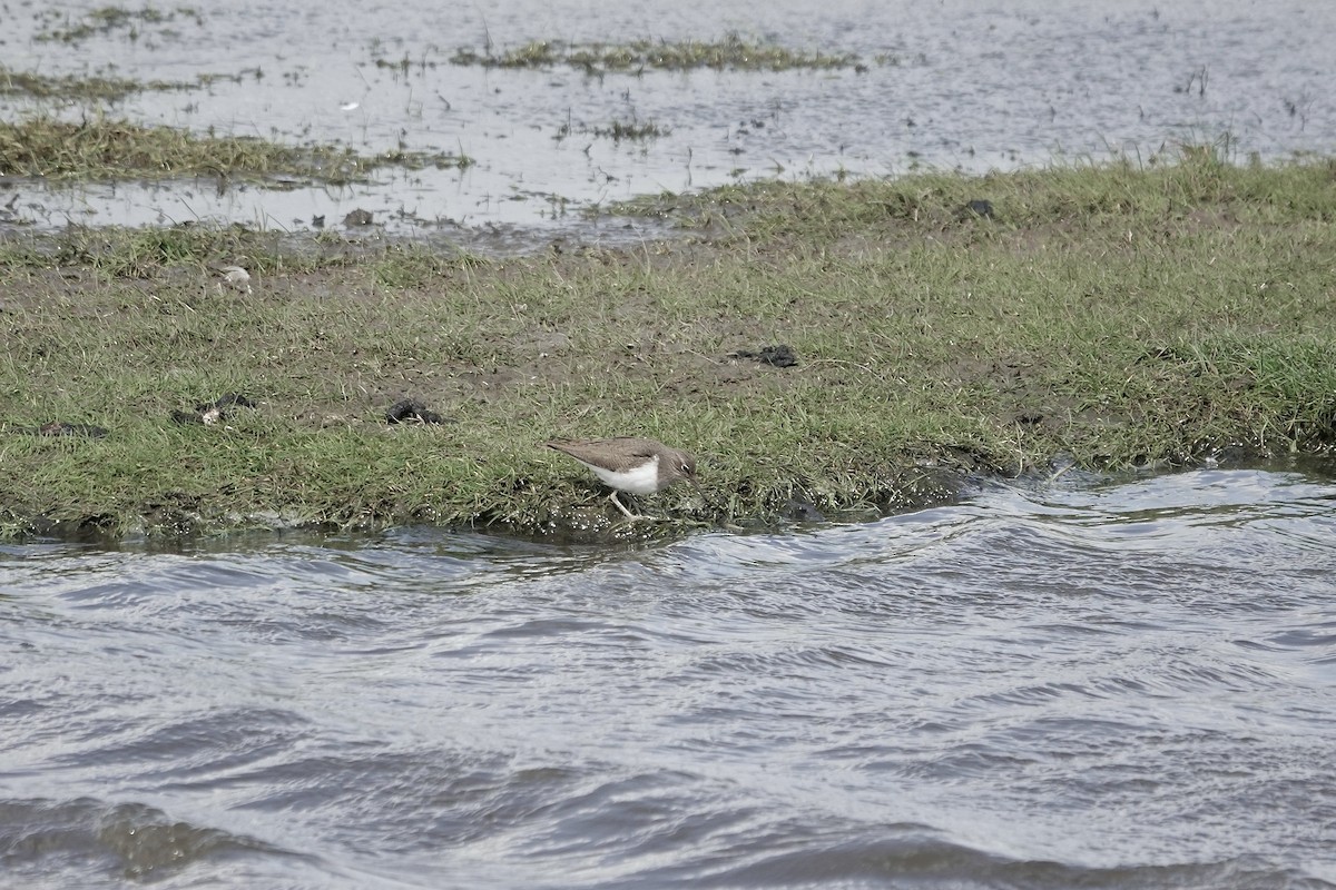 Common Sandpiper - ML558480551