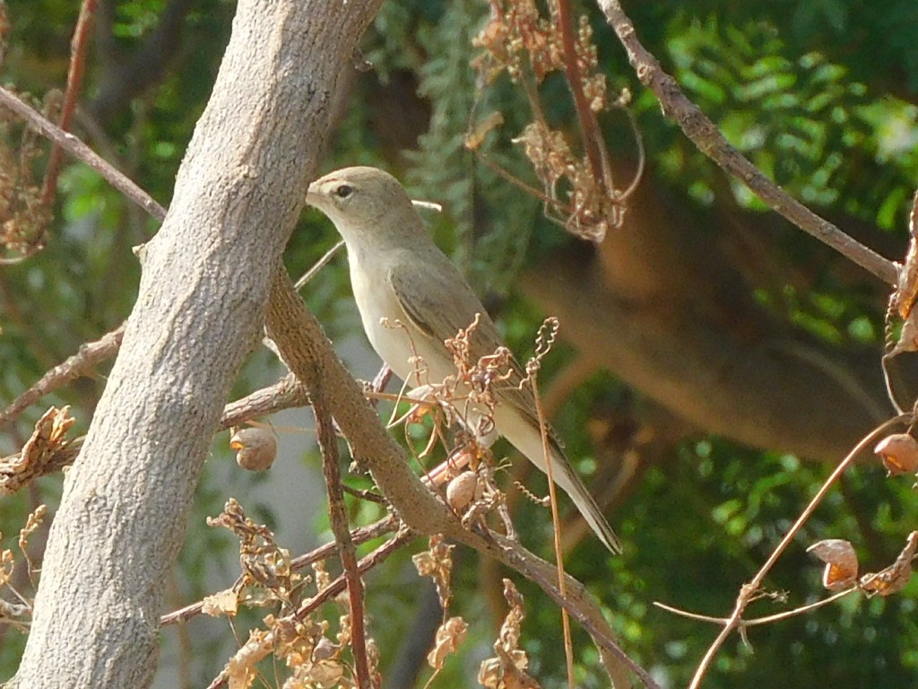 Booted Warbler - ML558481171