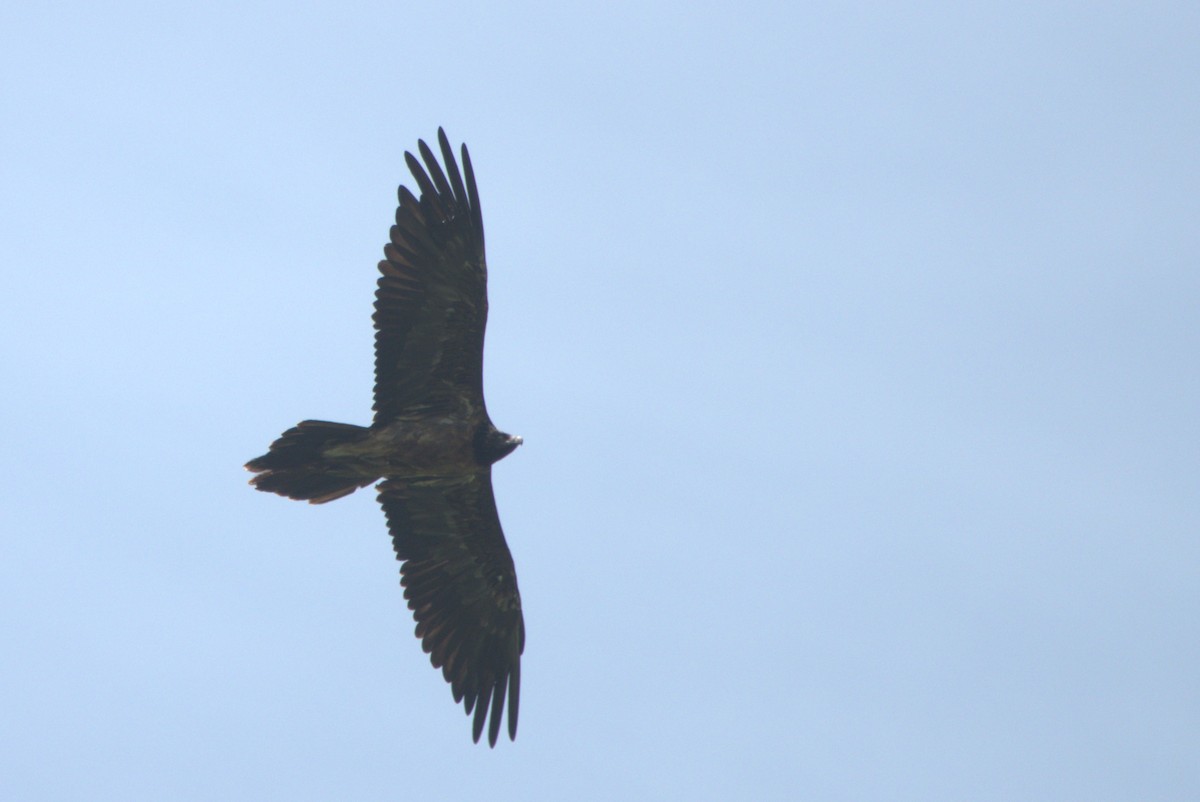 Bearded Vulture - ML558481431