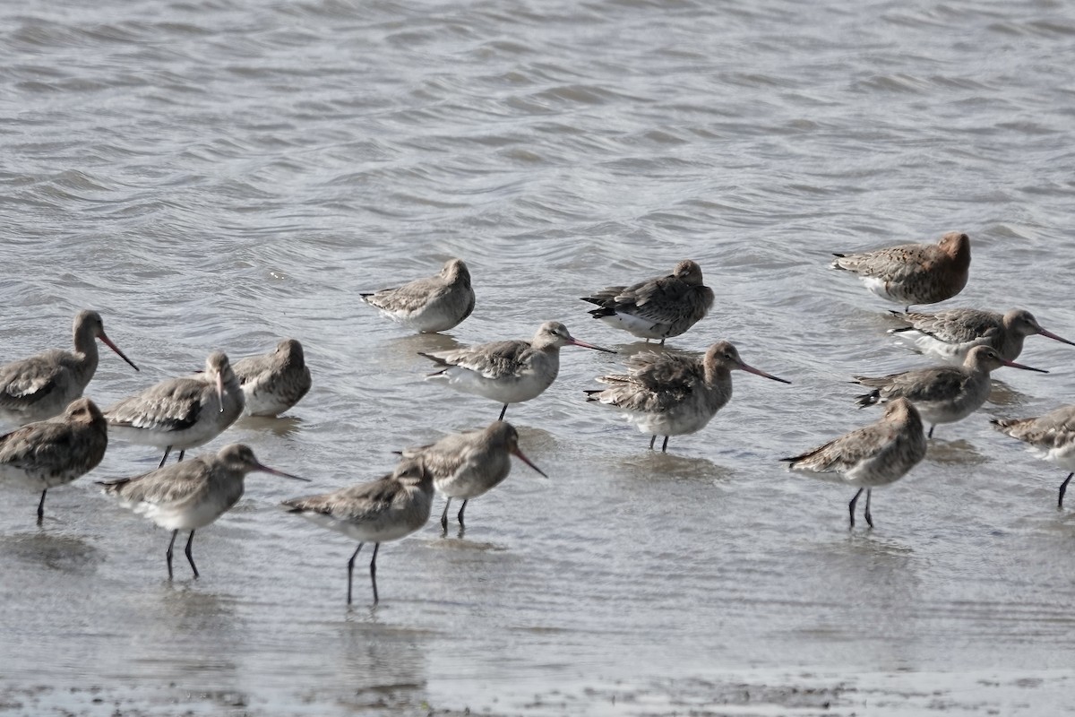 Black-tailed Godwit - ML558481781