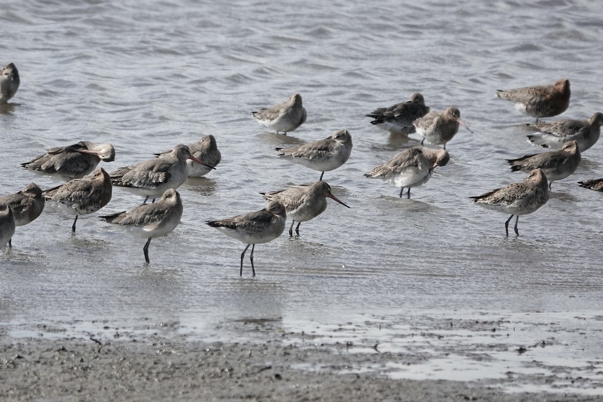 Black-tailed Godwit - ML558481791