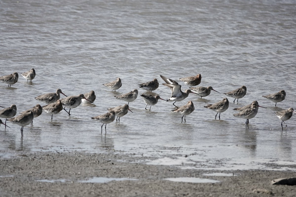 Black-tailed Godwit - ML558481801