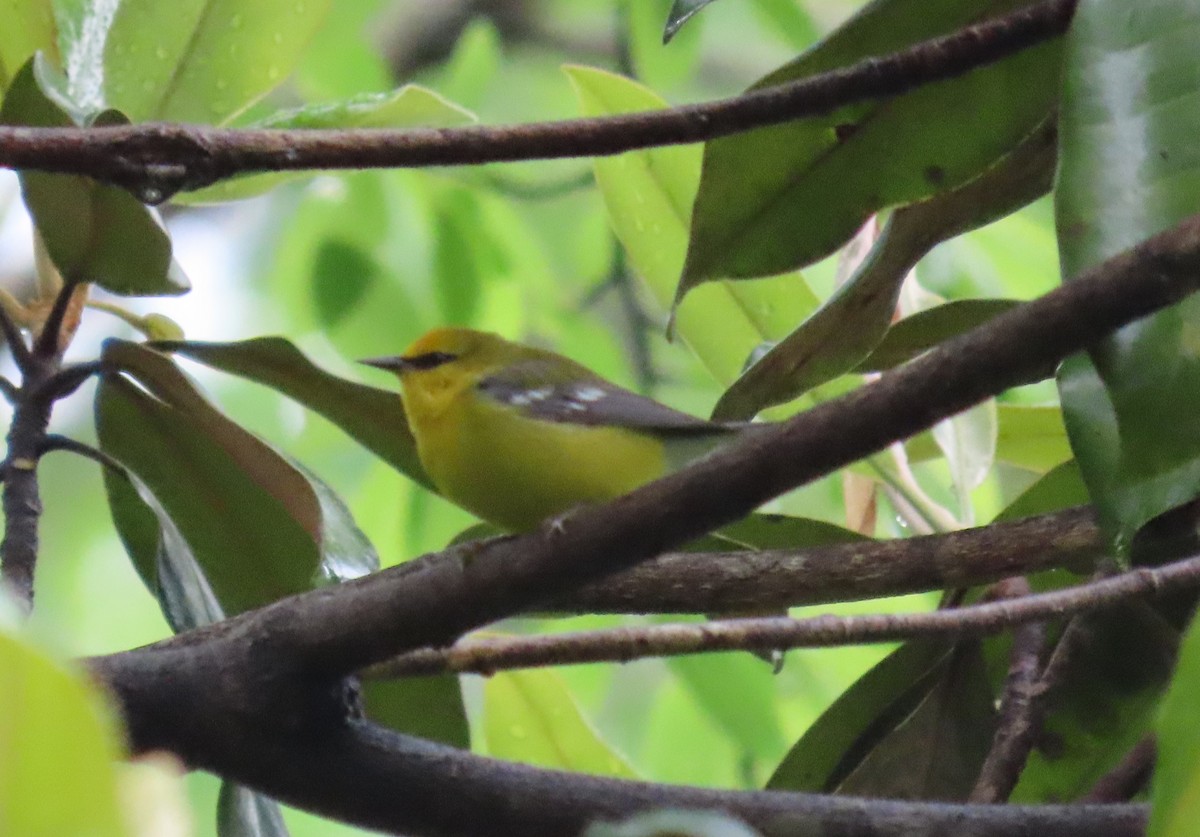 Blue-winged Warbler - ML558482391