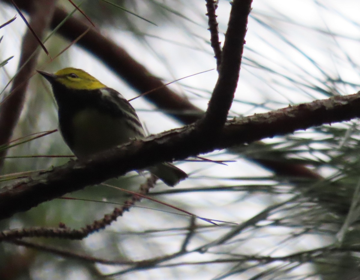 Black-throated Green Warbler - ML558482451