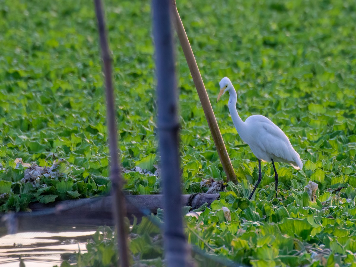 Great Egret - ML558482731