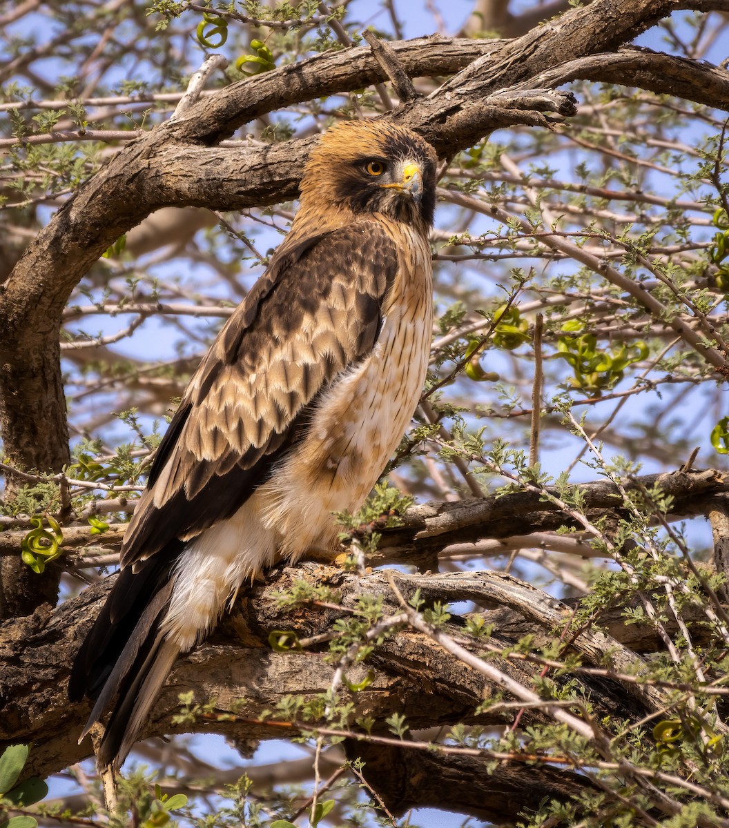 Booted Eagle - Alex Alaman