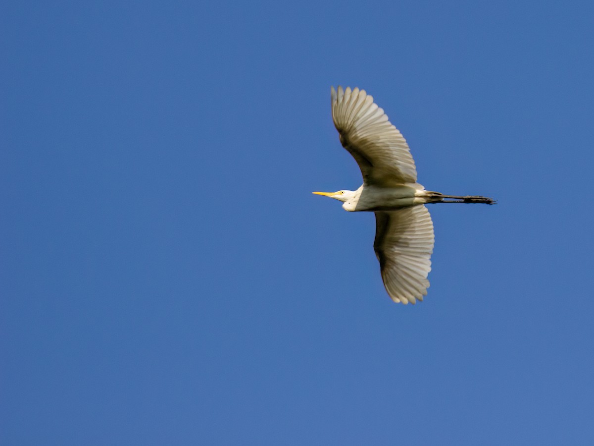 Great Egret - ML558483281