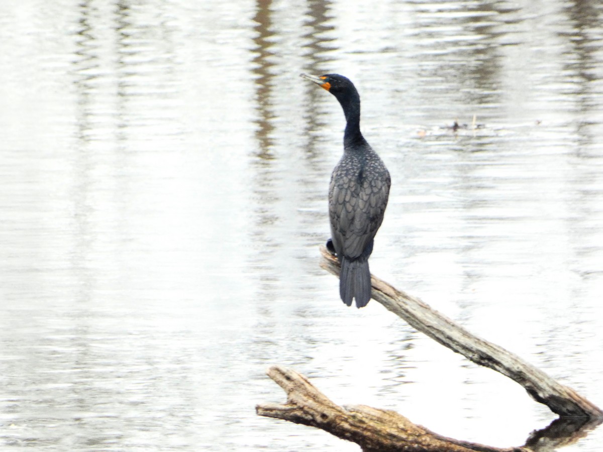 Cormoran à aigrettes - ML558483481